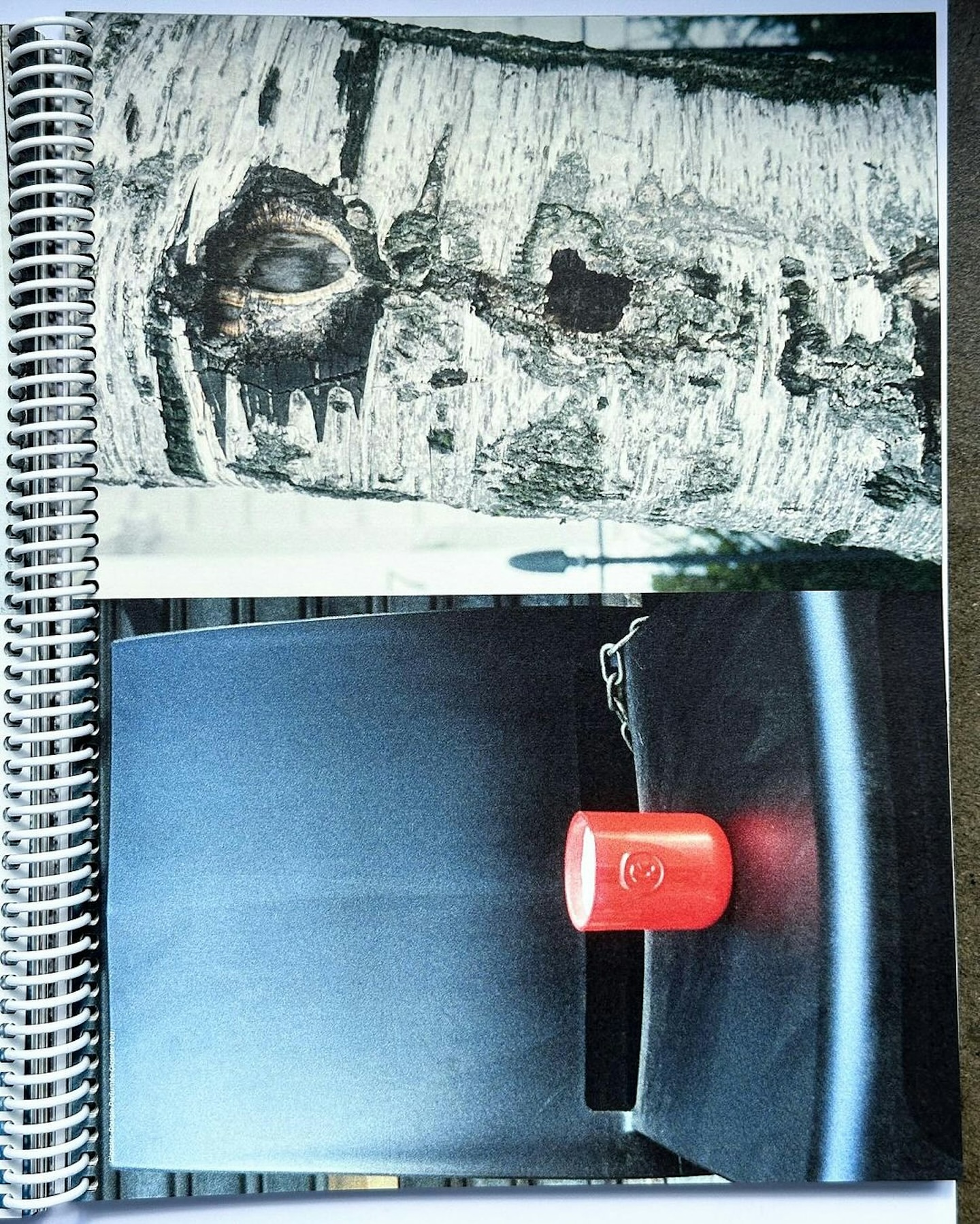 Close-up of a photograph in a binder showing a birch tree trunk with dark markings, and a black surface with a red cylindrical object.