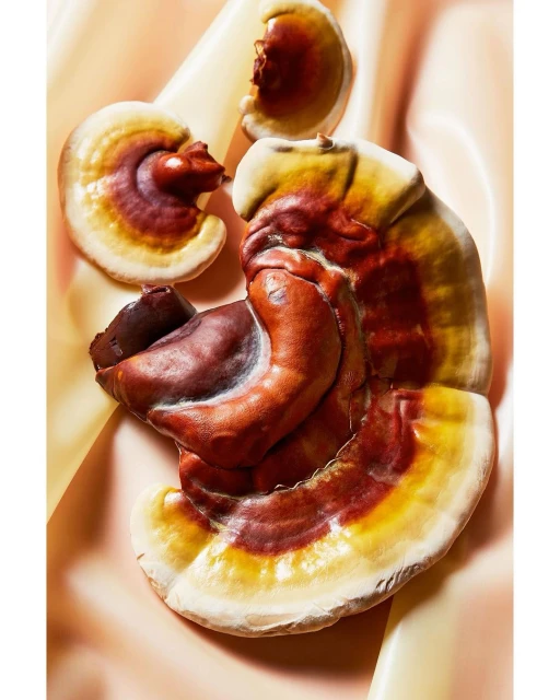 Close-up of glossy Ganoderma mushrooms, showing their unique texture and natural color gradient, set against a light peach satin.