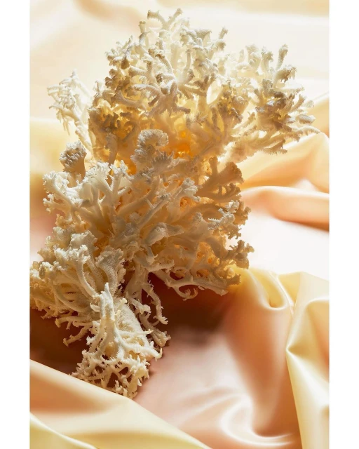 Close-up of textured white coral on peach-colored satin fabric, highlighting its intricate structure and delicate form in soft light.