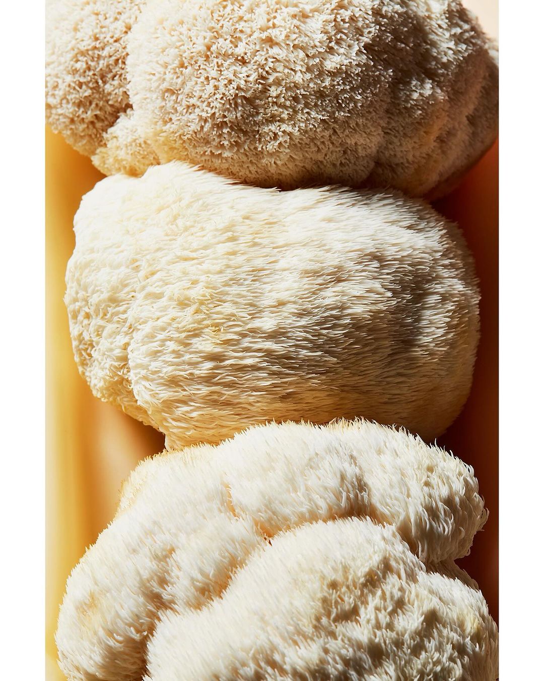Close-up of three Lion's Mane mushrooms stacked vertically, showcasing their unique, icicle-like texture and creamy white color.