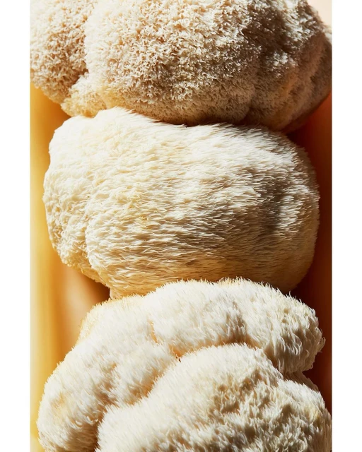 Close-up of three Lion's Mane mushrooms stacked vertically, showcasing their unique, icicle-like texture and creamy white color.