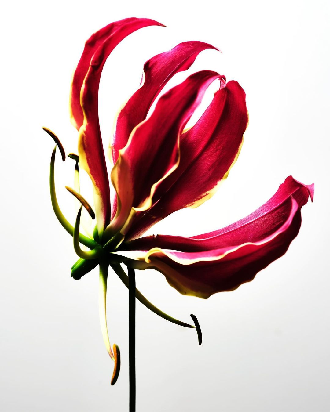 Striking close-up of a red and yellow gloriosa flower against a clean white background, showcasing its unique petal structure and vibrant colors.
