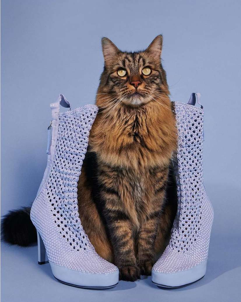 A brown tabby cat sits centered with a pair of openwork heeled boots against a light blue backdrop in a studio setting, looking forward.