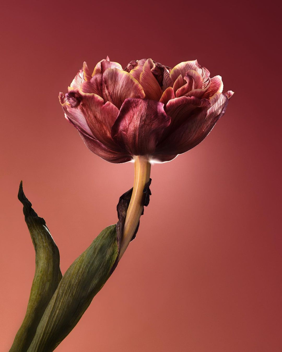Dramatic studio shot of a wilting tulip with red and gold petals, set against a gradient red background, emphasizing decay and beauty.