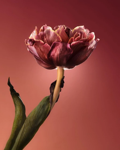 Dramatic studio shot of a wilting tulip with red and gold petals, set against a gradient red background, emphasizing decay and beauty.