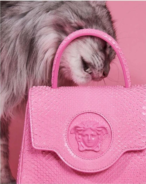 Close-up of a grey cat playfully interacting with a pink Versace handbag against a matching pink background, creating a vibrant fashion scene.