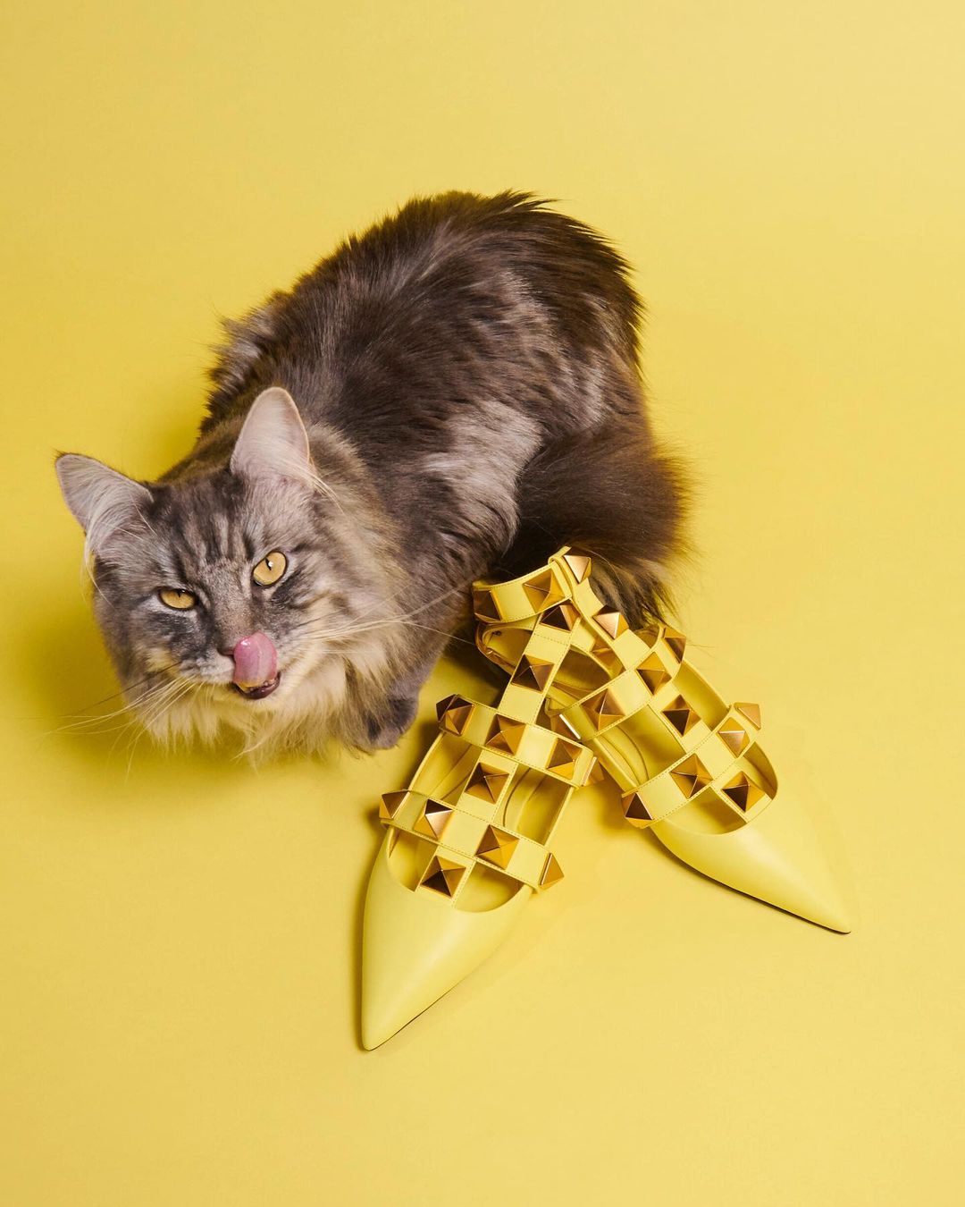 Domestic longhair cat sitting next to yellow Valentino Garavani studded shoes against a solid yellow backdrop in a photo studio.
