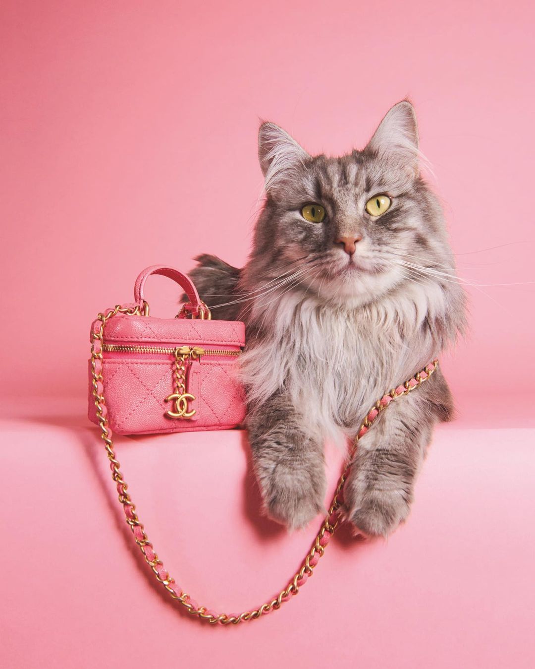 Fluffy gray cat poses next to a pink miniature vanity case purse with gold chain strap on a pink background in a studio setting.