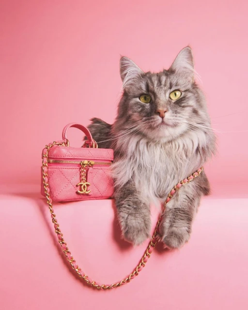 Fluffy gray cat poses next to a pink miniature vanity case purse with gold chain strap on a pink background in a studio setting.