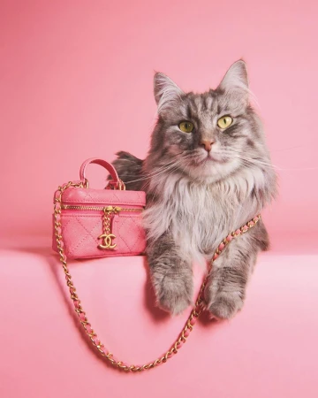 Fluffy gray cat poses next to a pink miniature vanity case purse with gold chain strap on a pink background in a studio setting.