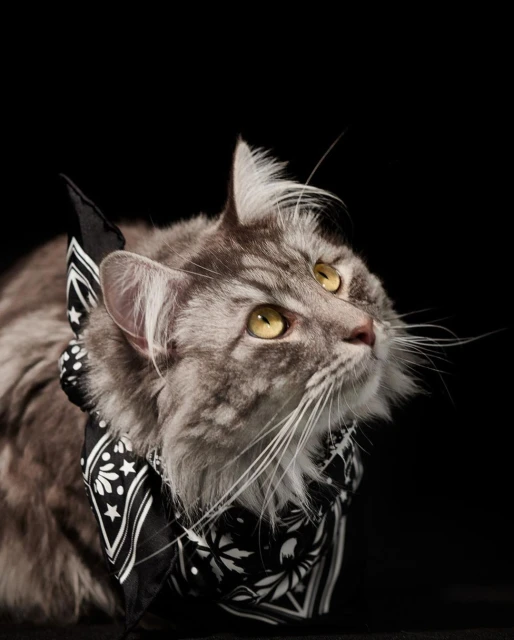 Studio shot of a gray tabby cat wearing a black and white bandana against a black backdrop, looking upward with bright, golden eyes.