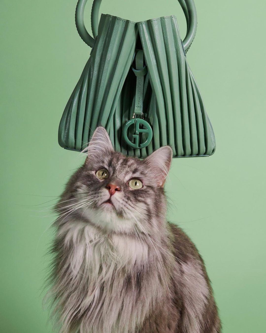 Gray long-haired cat sitting below a light-green pleated handbag with a logo charm on a light-green background in a studio shot.