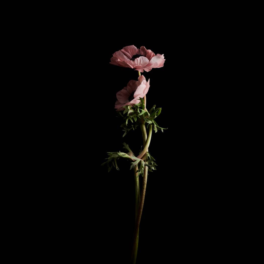 Floral still life of two pink anemone flowers with stems and green leaves isolated against a dark black background.