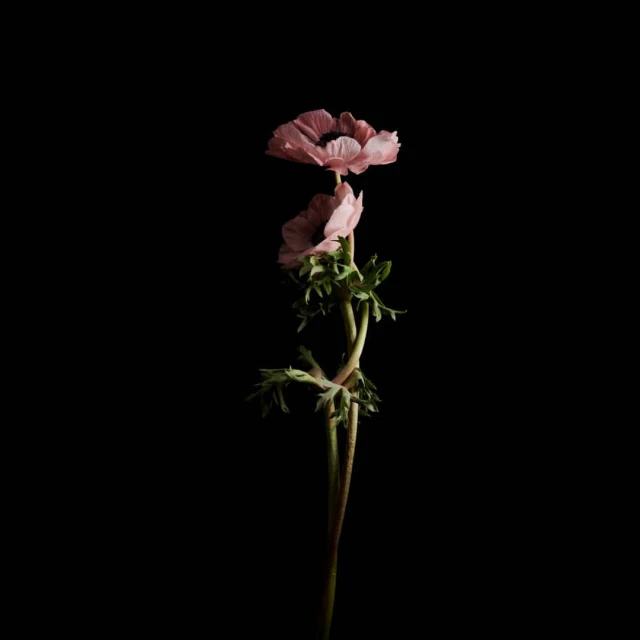 Floral still life of two pink anemone flowers with stems and green leaves isolated against a dark black background.
