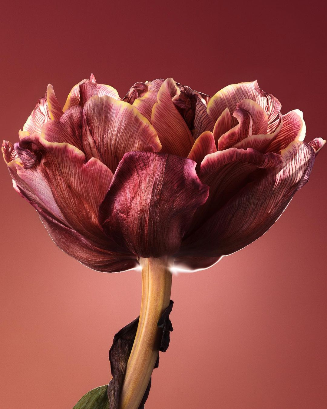 Close-up studio shot of a dramatic tulip in deep red and yellow hues, showcasing intricate petal patterns against a soft pink backdrop.