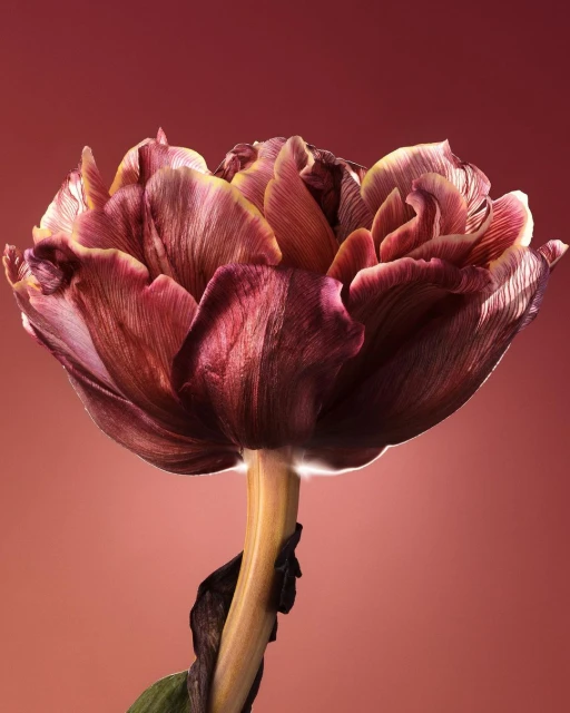 Close-up studio shot of a dramatic tulip in deep red and yellow hues, showcasing intricate petal patterns against a soft pink backdrop.