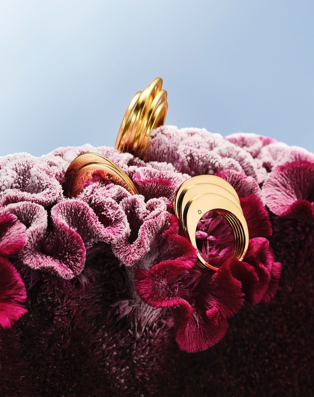 Three polished gold rings resting among textured magenta cockscomb flowers against a soft blue background