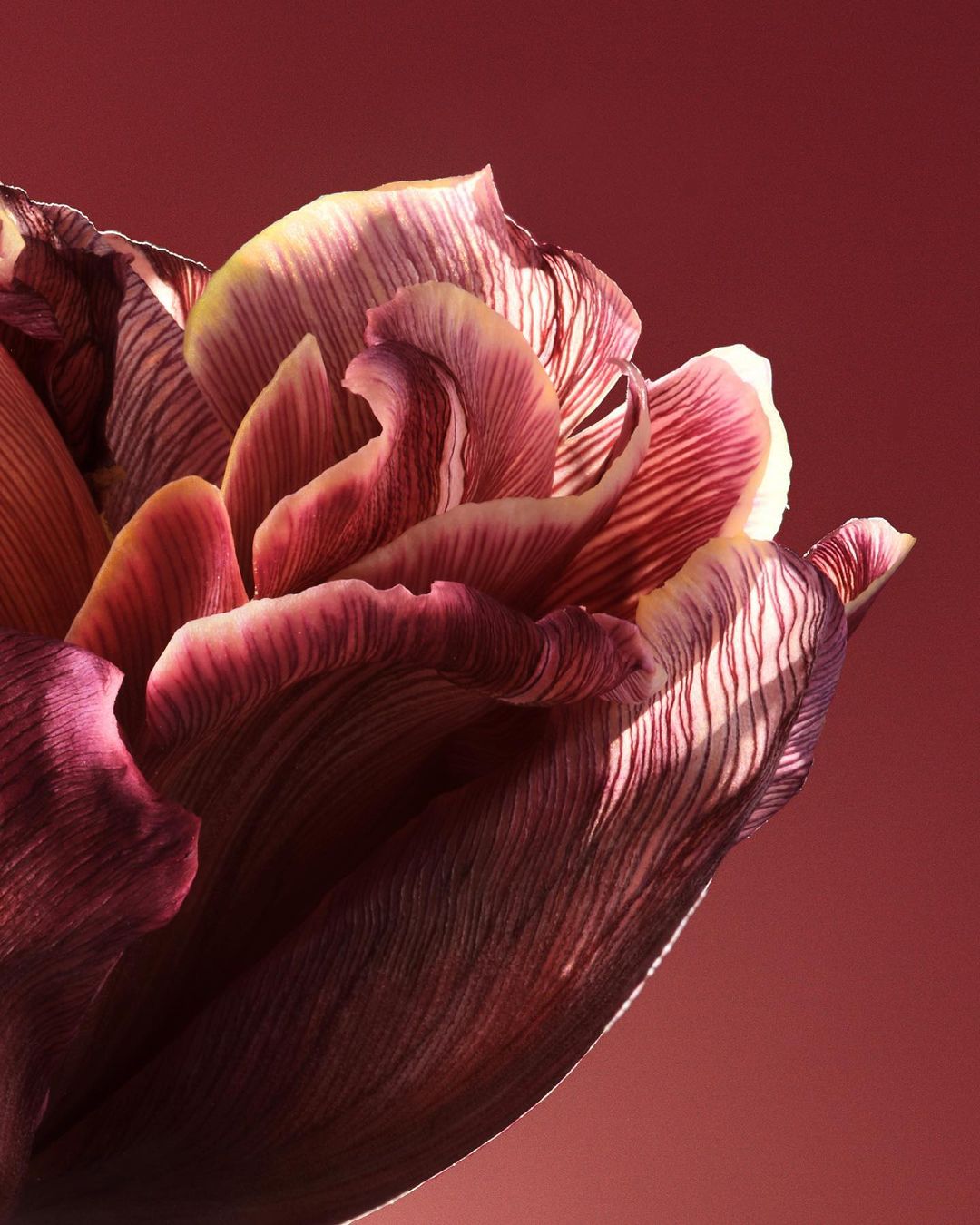 Close-up photograph showcasing the intricate details of a dark red tulip with delicate striped petals against a soft red background.