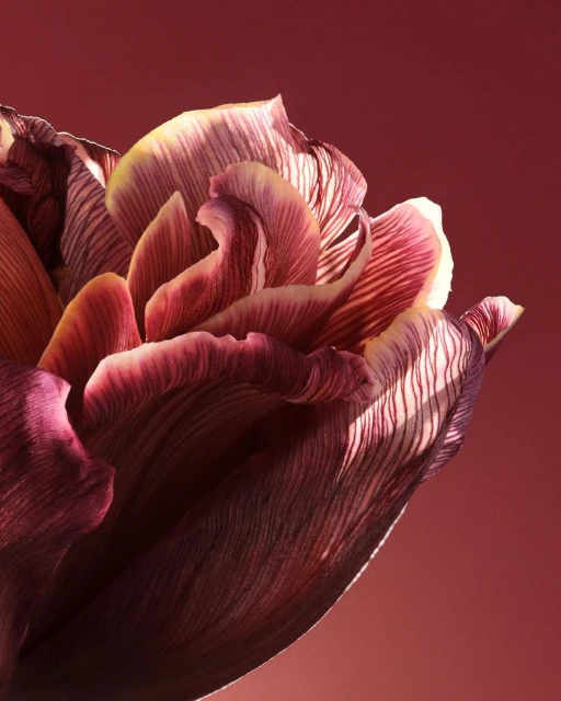 Close-up photograph showcasing the intricate details of a dark red tulip with delicate striped petals against a soft red background.