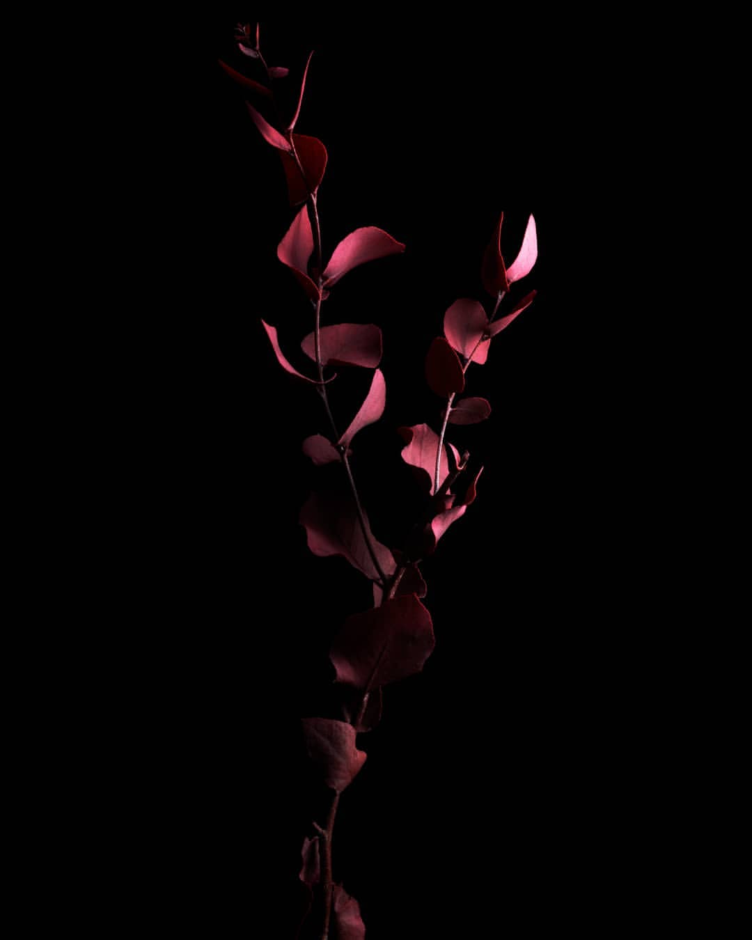Branch with red leaves isolated on black. Elegant botanical still life in studio with dark moody lighting. Nature concept with copy space.