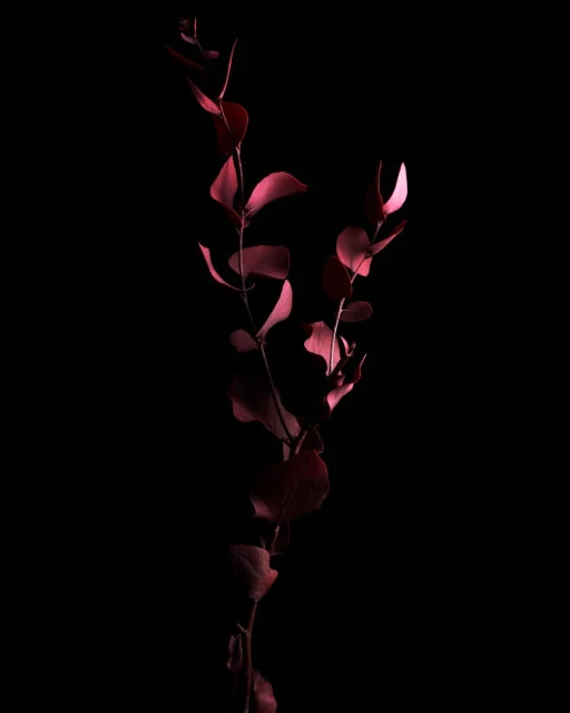 Branch with red leaves isolated on black. Elegant botanical still life in studio with dark moody lighting. Nature concept with copy space.