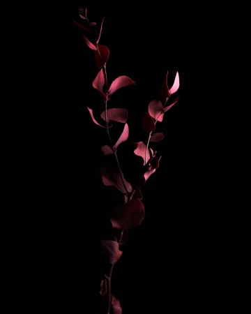 Branch with red leaves isolated on black. Elegant botanical still life in studio with dark moody lighting. Nature concept with copy space.