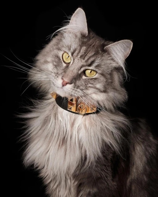 Portrait of a gray long-haired cat wearing a black and gold collar against a dark backdrop, showcasing feline fashion and pet accessories.