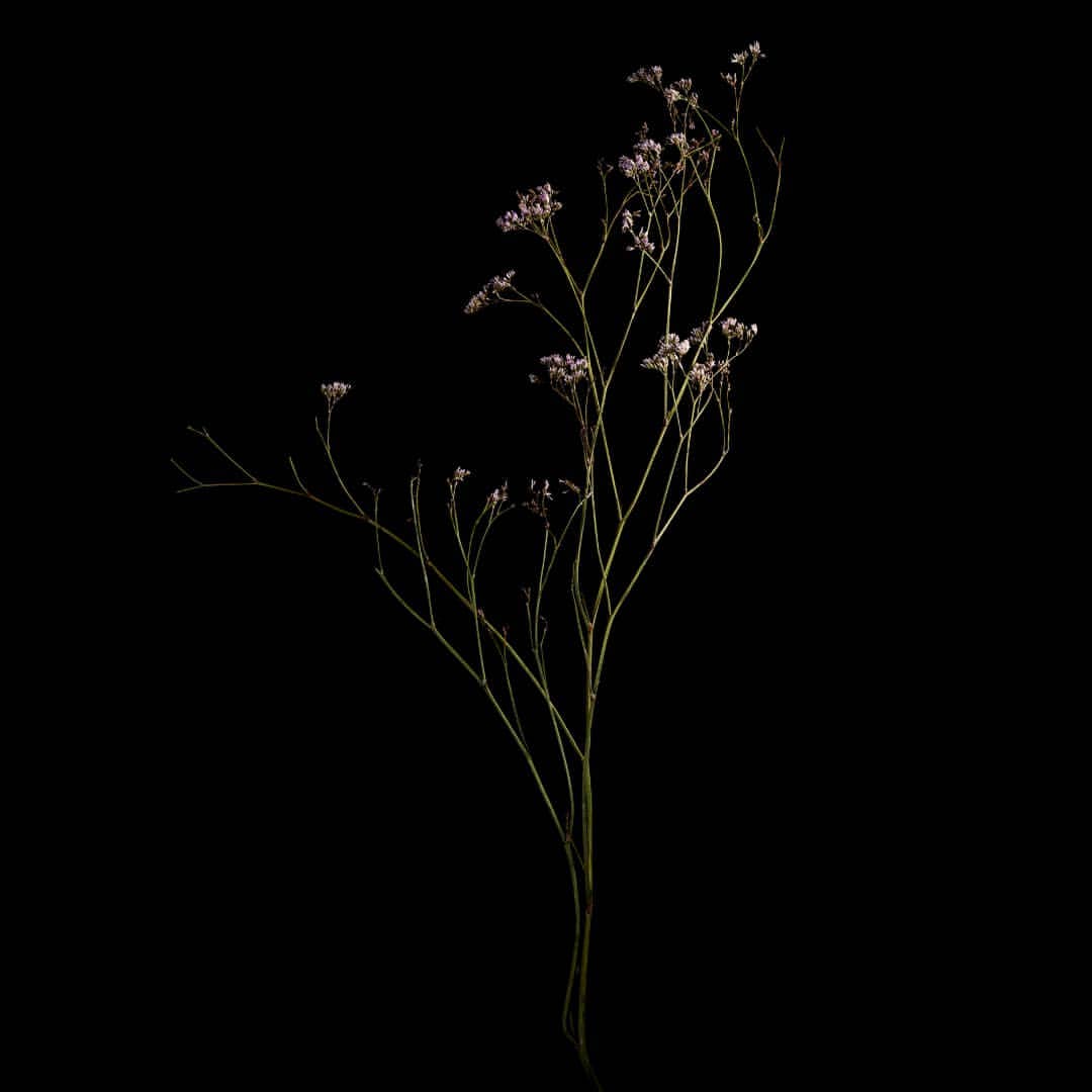 Delicate sprig of baby's breath with tiny white flowers and thin green stems isolated against a stark black backdrop in a studio setting.