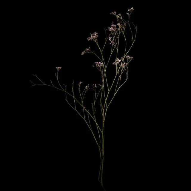 Delicate sprig of baby's breath with tiny white flowers and thin green stems isolated against a stark black backdrop in a studio setting.