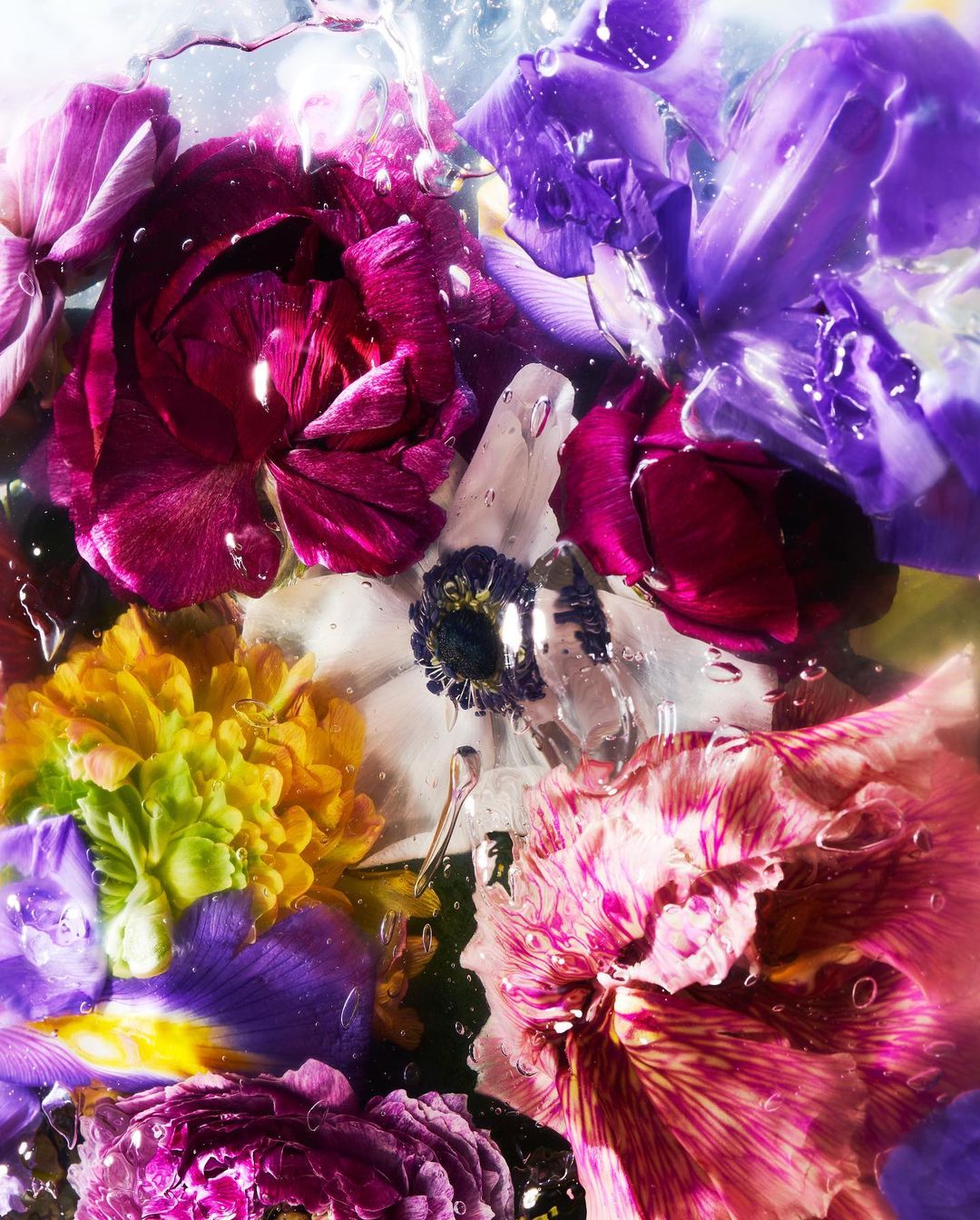 Close-up macro shot of vibrant purple, pink, yellow, and white flowers submerged in water with visible bubbles.