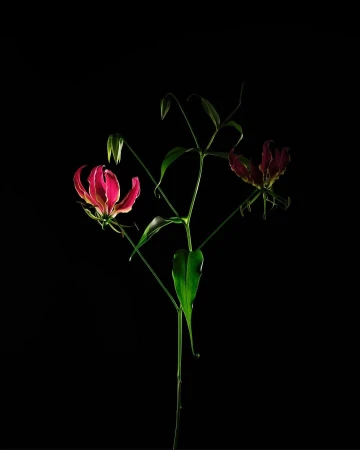 Floral arrangement featuring vibrant flame lilies with prominent stamens and green stems against a stark black background, creating a striking contrast.