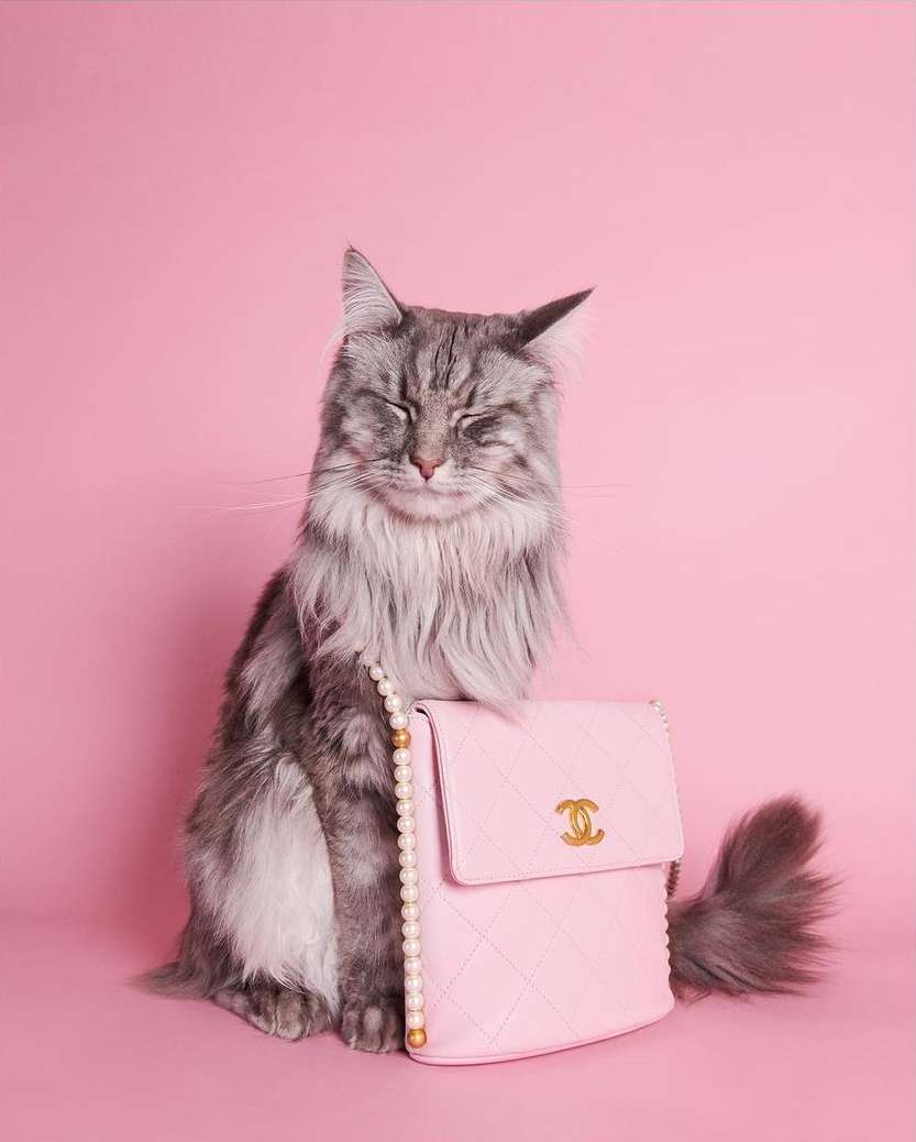 Gray Maine Coon cat with eyes closed sitting next to a pink Chanel purse with a pearl strap on a pink backdrop in a studio environment.