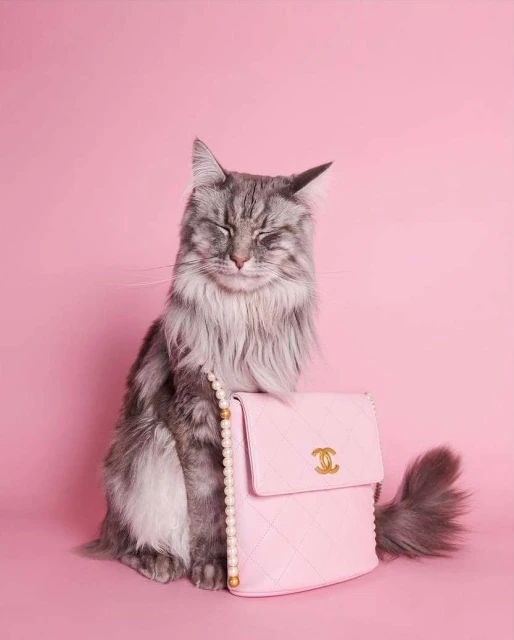 Gray Maine Coon cat with eyes closed sitting next to a pink Chanel purse with a pearl strap on a pink backdrop in a studio environment.