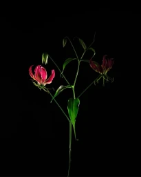 Close-up of vibrant pink and red gloriosa lily flowers with green stems against a solid black background.