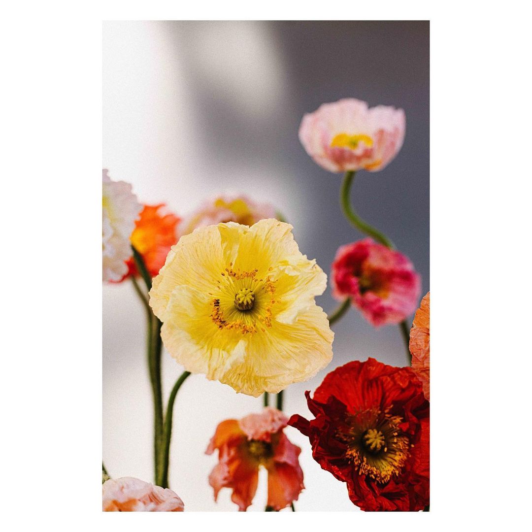 Close-up of colorful poppy flowers with yellow and red petals against a soft white and grey background, showcasing vibrant floral art.