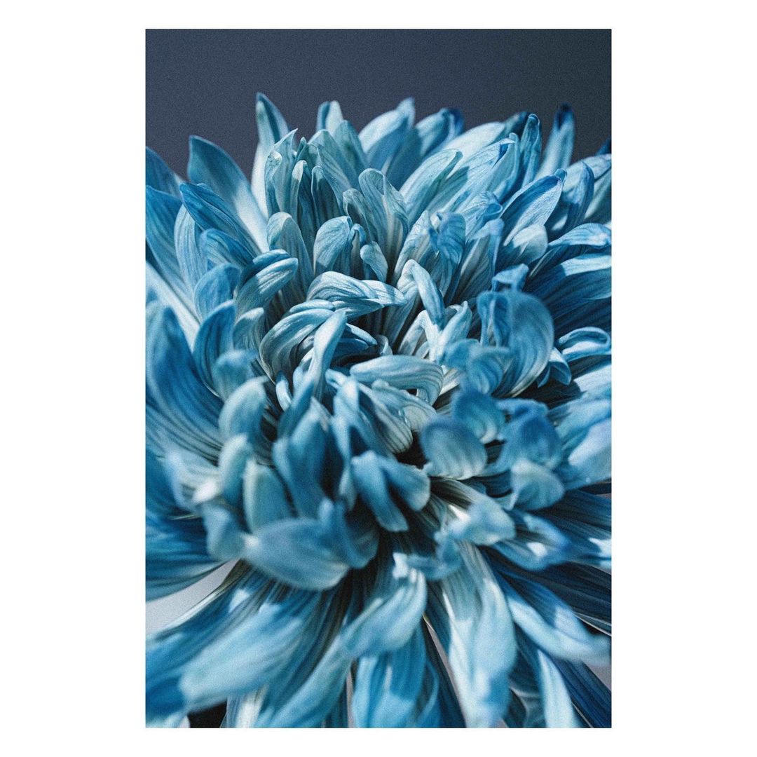 Close-up of a blue chrysanthemum flower, showcasing detailed petals and intricate floral patterns against a blurred dark background.