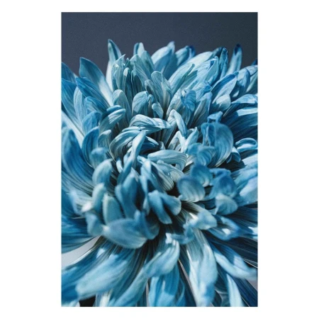 Close-up of a blue chrysanthemum flower, showcasing detailed petals and intricate floral patterns against a blurred dark background.