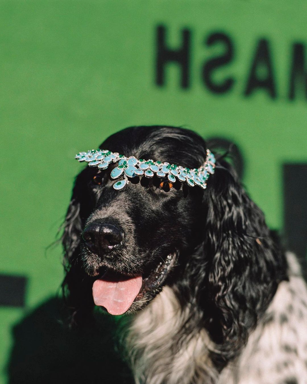 An English Setter dog poses outdoors against a green background wearing a jeweled headpiece with turquoise and silver gemstones.