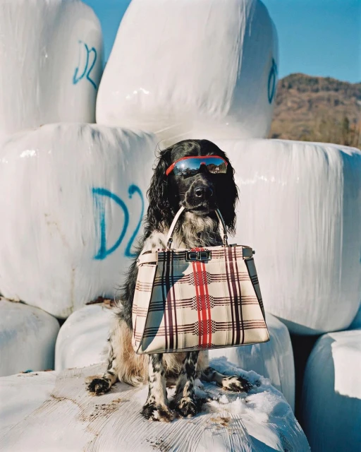 A black and white spaniel dog sits wearing sunglasses and holding a handbag in its mouth, in front of a stack of white hay bales.