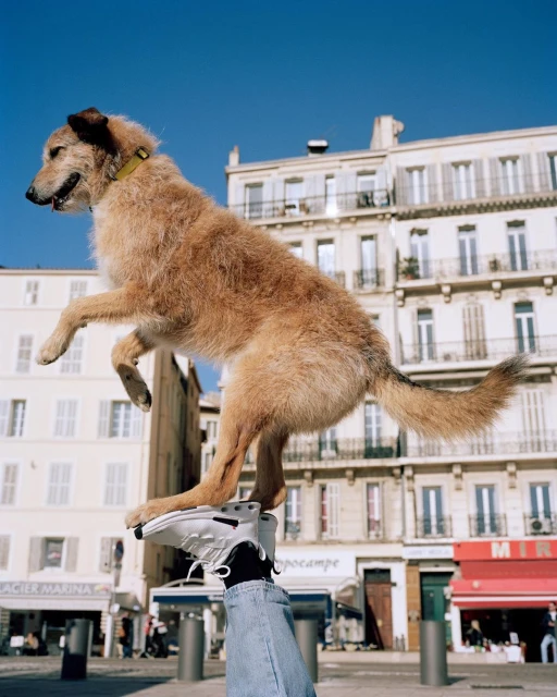 A dog is balancing on one foot, standing on top of a person's shoe, in an urban square with apartment buildings under a blue sky.