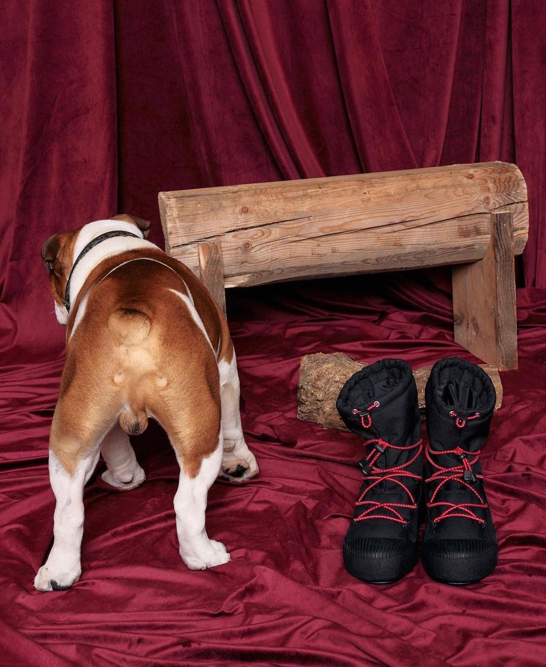 Bulldog stares at black winter boots with red laces displayed on a red velvet surface with a wooden log in the background.