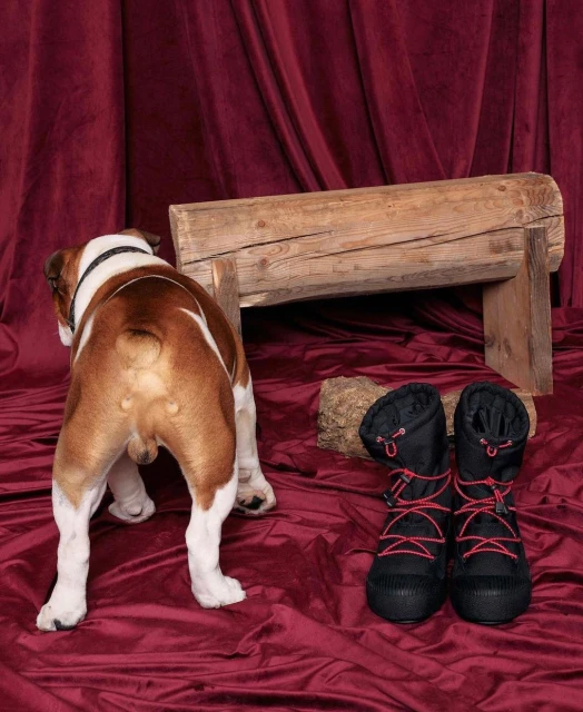 Bulldog stares at black winter boots with red laces displayed on a red velvet surface with a wooden log in the background.