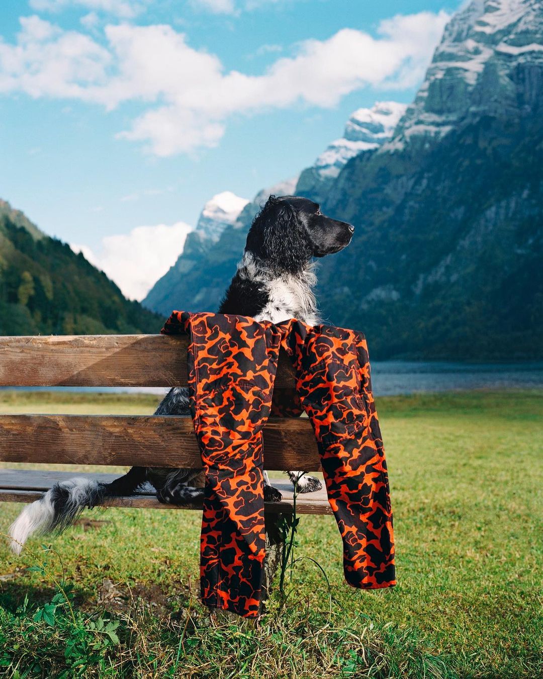 Dog on a wooden bench wearing orange patterned pants with a mountain and lake background, capturing outdoor style and nature's beauty.