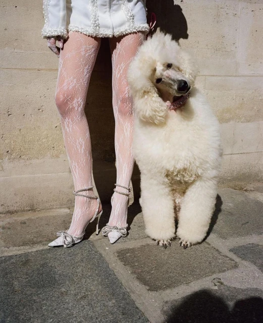 A white standard poodle stands next to a person wearing white lacey stockings and white heels with bows, both posing outdoors.