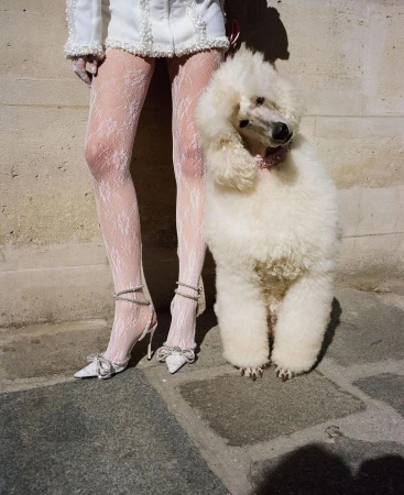 A white standard poodle stands next to a person wearing white lacey stockings and white heels with bows, both posing outdoors.