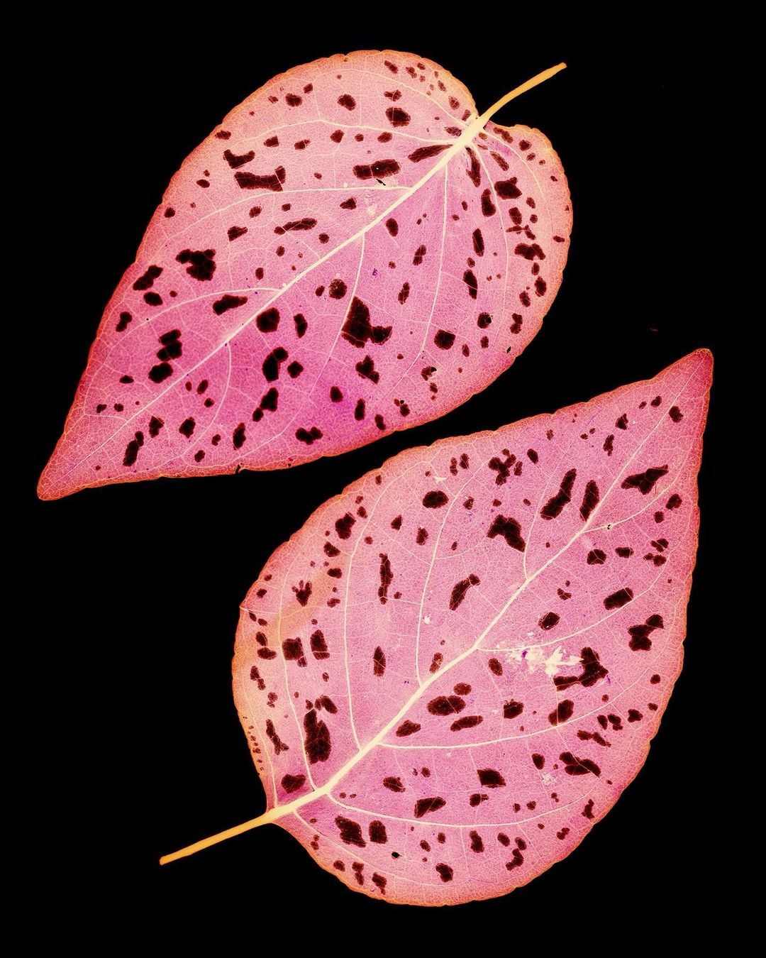 Two pink leaves with dark spots isolated against a black background, showcasing leaf details and contrasting colors in a still life.