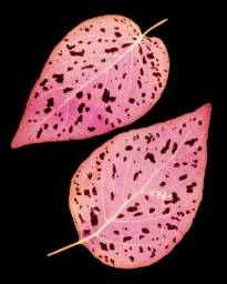Two pink leaves with dark spots set against a solid black background, photographed by Luke & Nik in Paris
