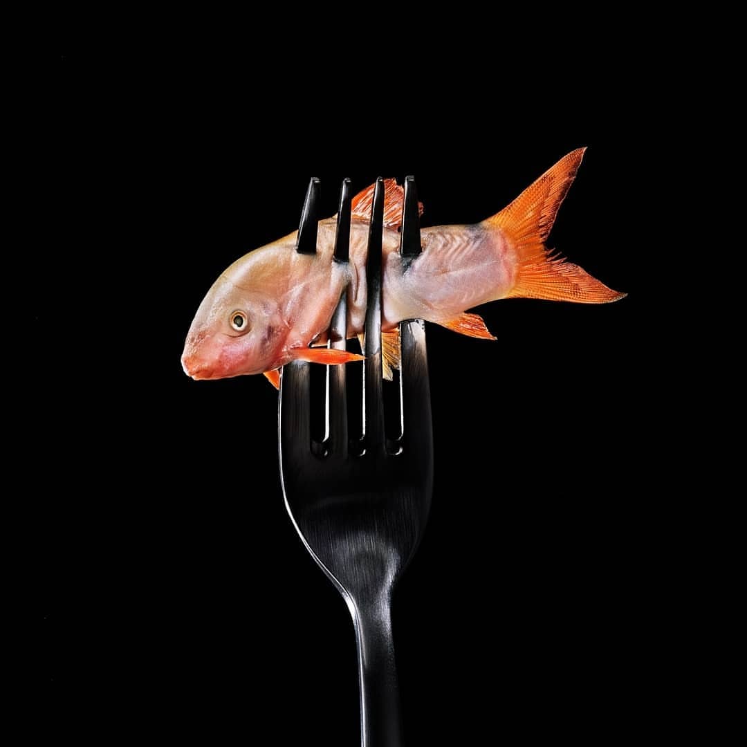 Still life of a raw fish impaled on a silver fork against a stark black background, highlighting the texture and color contrast.