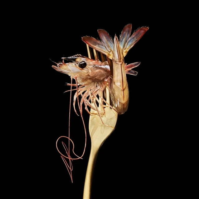 A fresh prawn is elegantly perched on a gold-colored fork against a stark black background, showcasing its textures and delicate details.
