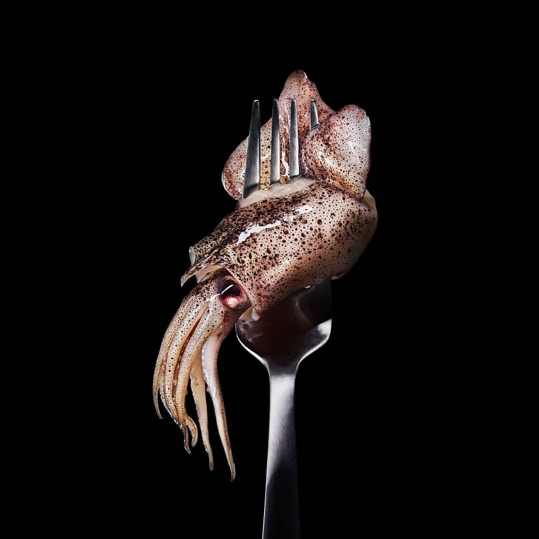 Close-up studio shot of a fresh squid speared on a silver fork against a black background. Food photography, seafood preparation.